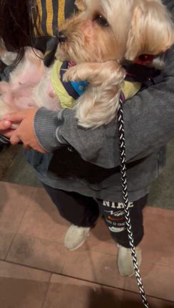 可愛いすぎる仕草〜アグリドッグレスキュー　リリィ〜の記事動画