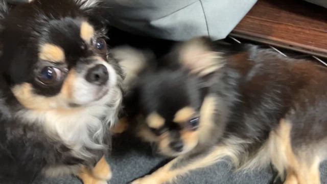 自販機 何いれよう？の記事動画