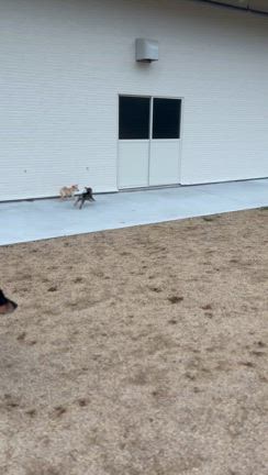 淡路シェルター　報告の記事動画