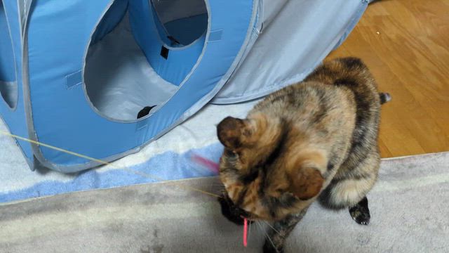 アルデンテなエサ？？？IN【つつじ池】の記事動画