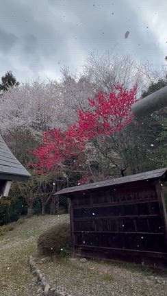 白鬚神社（埼玉県飯能市）の写真の記事動画