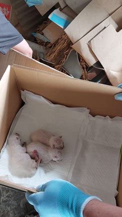 多頭飼育現場への記事動画