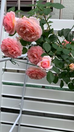 6月のバラ。咲きまくりました。の記事動画