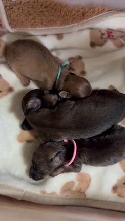 3/3の15:00にお寺へ、の記事動画