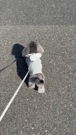 【最近買ったもの】コスメアクセ、アニ服に念願のＢＡＧとか...の記事動画