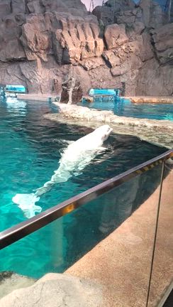 そーいえば名古屋の記事動画