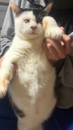 2029ハチの記事動画