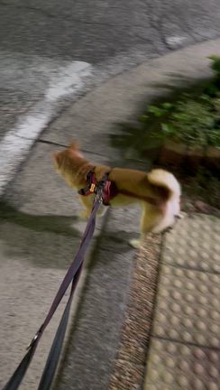 ひなこが、9歳になりました♡の記事動画