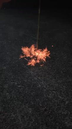 夏の思い出の記事動画