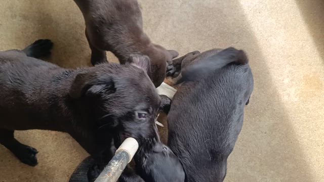 ラブラドールレトリバーの見学会を開催中の記事動画