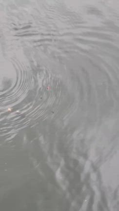 春のリザーバーでおかっぱりのアラバマの記事動画