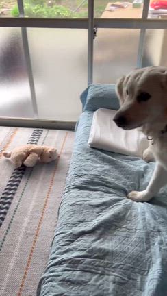 嬉しい嬉しい出来事の記事動画