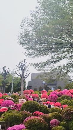 【つつじ祭り】春色に染まる神社で心癒やされる時間の記事動画