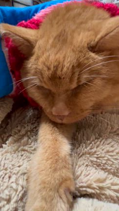 寝ていても可愛すぎるの記事動画