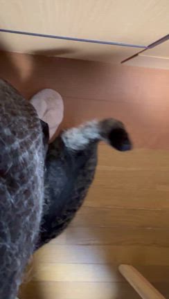 久方ぶり、のらっこの馴らしの記事動画