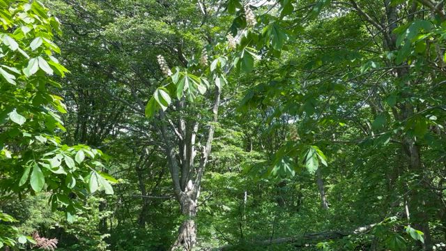 神秘的な空気に包まれての記事動画
