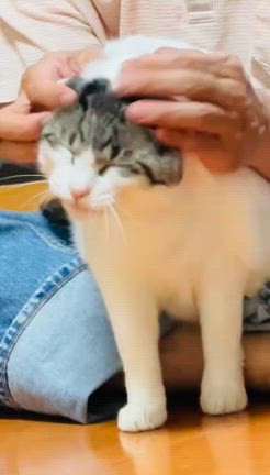 また仕事休んでしまったの記事動画