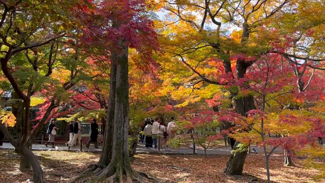 東福寺の紅葉と窯元もみじまつりの記事動画