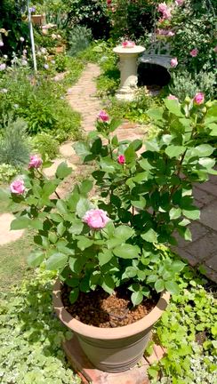 ●昨年の!実家のお庭⑤「まーくんの小さなローズガーデン2024年」イングリッシュガーデン（前編）の記事動画