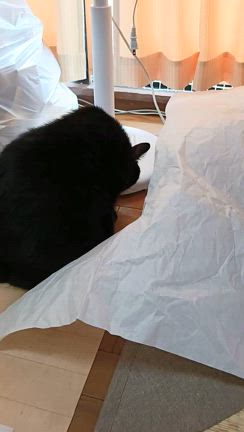 展示会、その後の記事動画