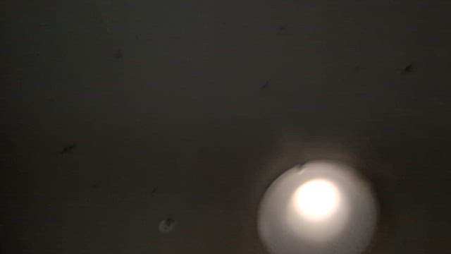 夜は天井に穴！今朝は自分のミスを私に…ಠ益ಠの記事動画