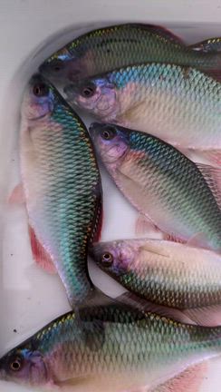 フォレスターで琵琶湖タナゴ釣りへの記事動画