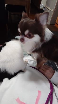 取り合いの記事動画