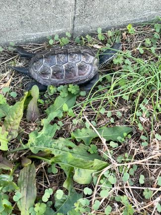 朝昼兼用ごパンとクサガメたろちゃん散歩の記事動画