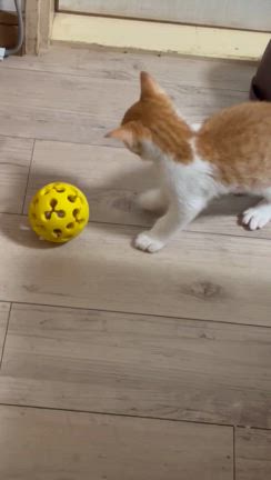 救われた命　シィチャ君の記事動画