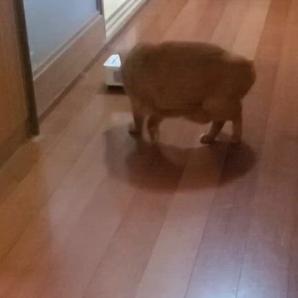 ミニマリストになって始めに導入したものの記事動画