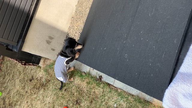 小物ばかりメルシーの記事動画