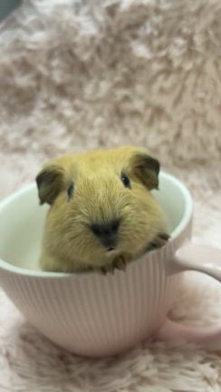 【福岡県飯塚市ペットショップ】ロシアンモルモット産まれましたの記事動画