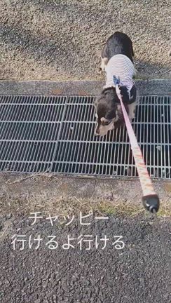 公園デビューの記事動画