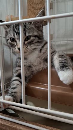 猫部屋より❤Merry Christmas♪の記事動画