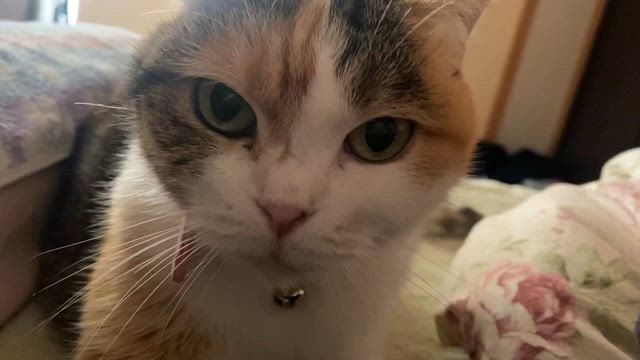 クリスマスが近づいています。の記事動画