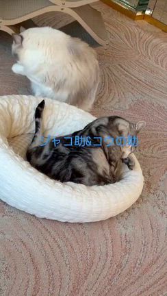2026/01/17の記事動画