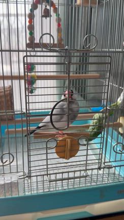 ふうちゃんの記事動画