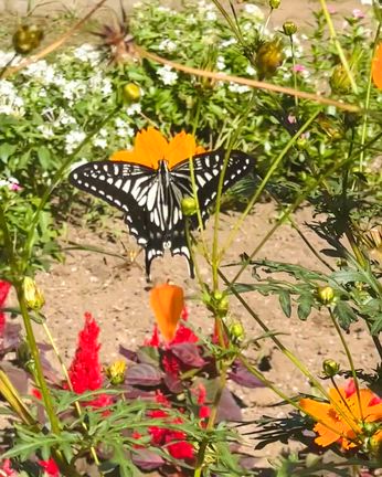 5thアルバム『Live, Love, Learn, Leave A Legacy』配信スタートの記事動画