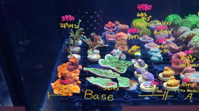 明けましておめでとうございます。の記事動画