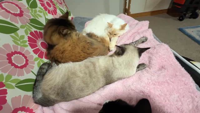 慣れるよねの記事動画