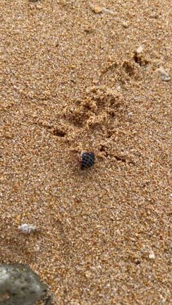 4月後半カフェ予定と石垣島の1日目の記事動画