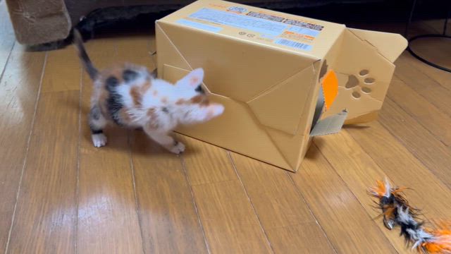 新規引き取り2件の記事動画