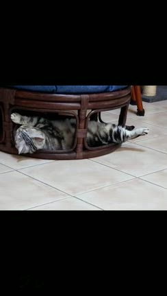 天使になったアメショウ兄姉妹の記事動画