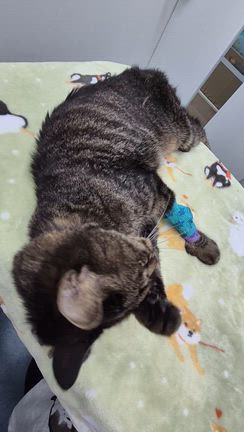 【ご報告】看板猫ちび虹の橋を渡りましたの記事動画