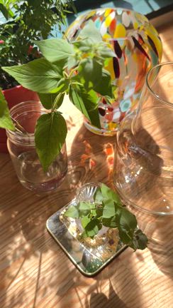 花がなくてもガラス花瓶を家にひとつ持つべしの記事動画