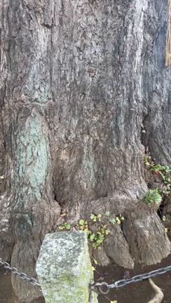 ♡10月15日今日のメッセージ♡の記事動画