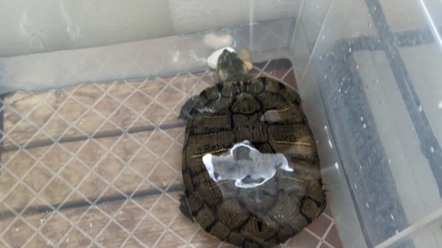 ミドリガメの卵の記事動画