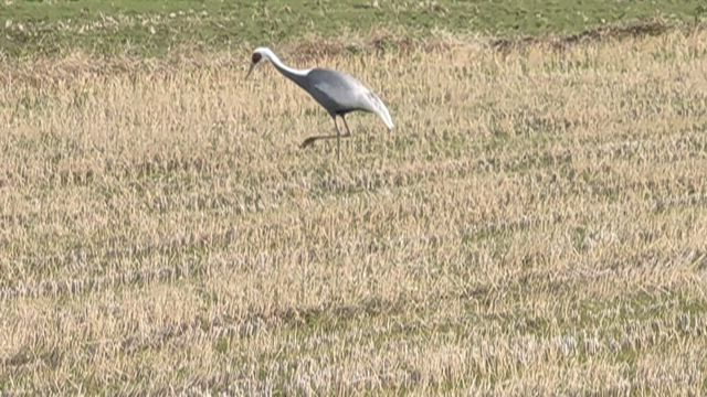 出水の鶴の記事動画
