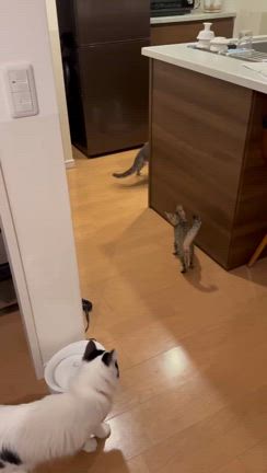 6/15はスナックチーねこ譲渡会！その②の記事動画