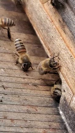 氏神様へ  エネルギーチャージ٩(｡•ω•｡*)وの記事動画